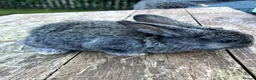 Mixed Breed rabbits for sale: Choice of eight mixed-breed rabbits in Newton Abbot - Advert 2