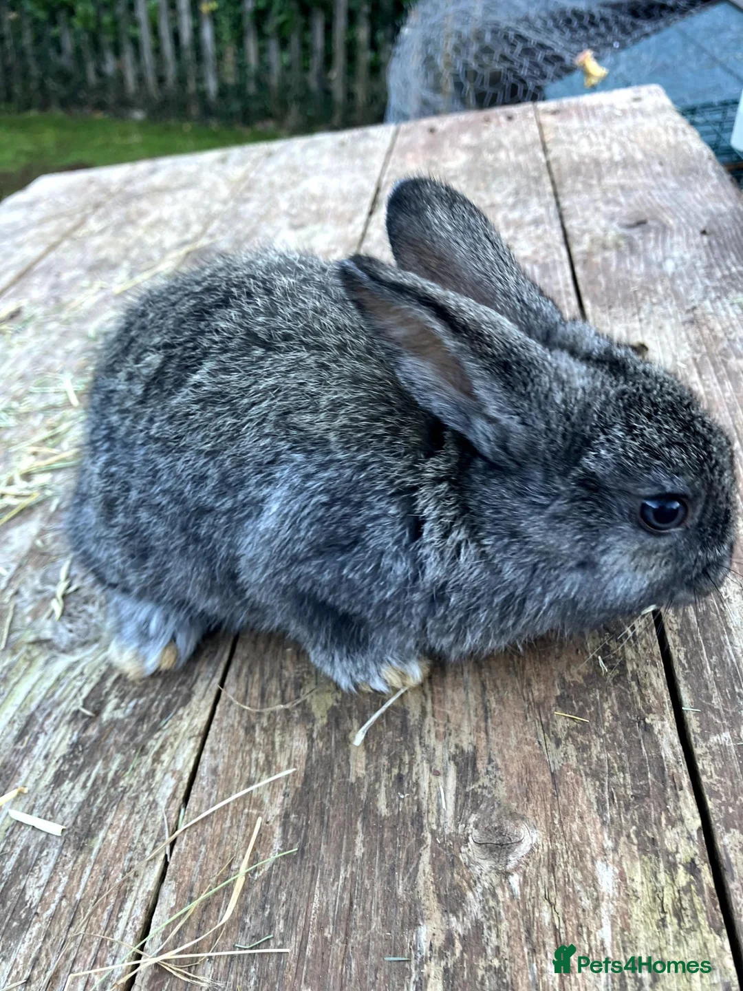 Mixed Breed rabbits for sale: Choice of eight mixed-breed rabbits in Newton Abbot - Advert 2
