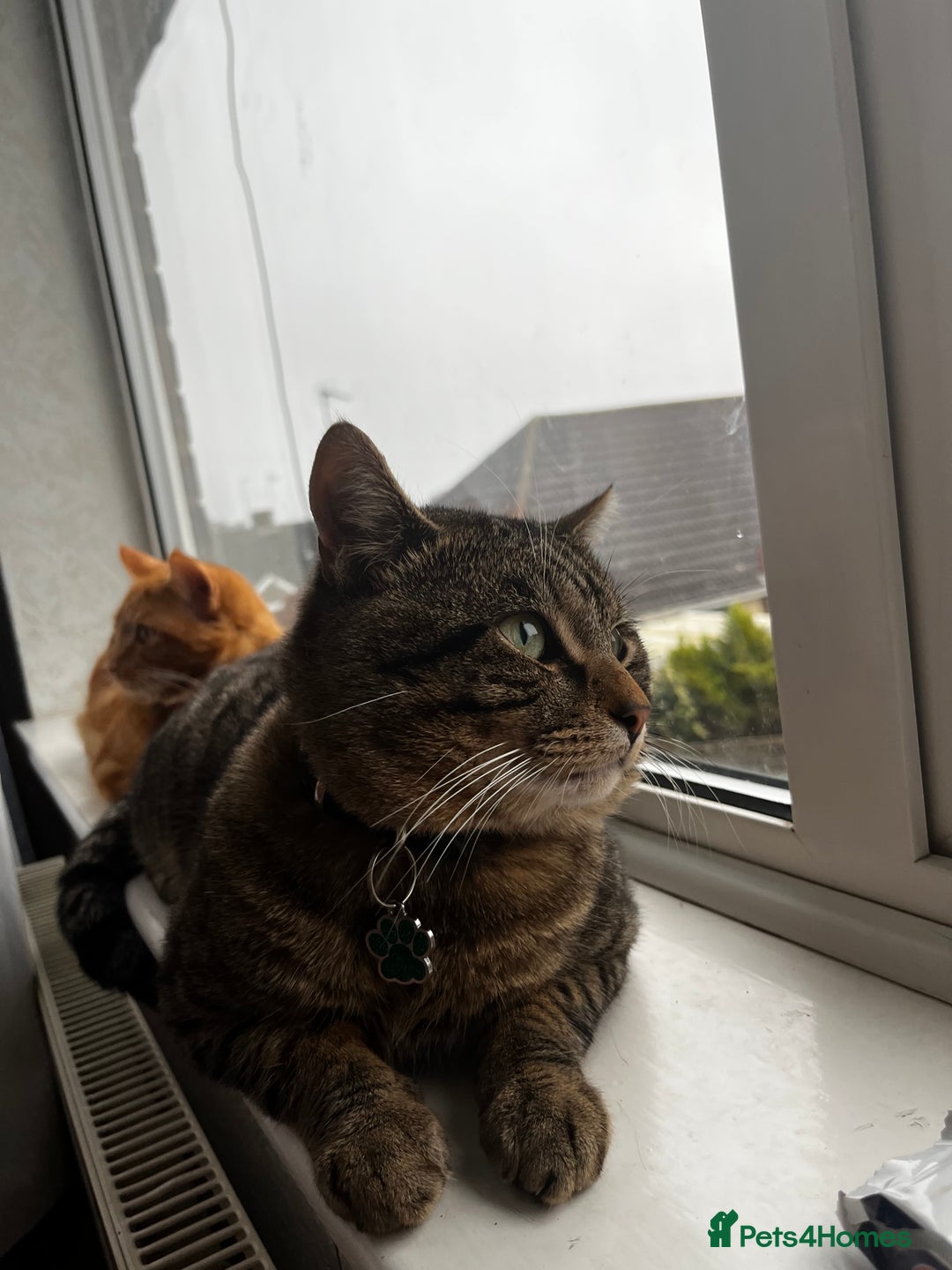 Domestic Shorthair cats for sale: Zargo - Advert 2