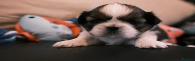 Shih Tzu 2