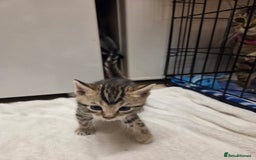 Bengal cats for sale: Beautiful 1/2 bengal kittens - Image 4