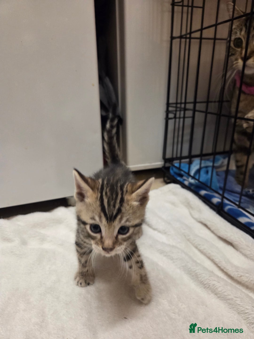 Bengal cats for sale: Beautiful 1/2 bengal kittens - Image 4