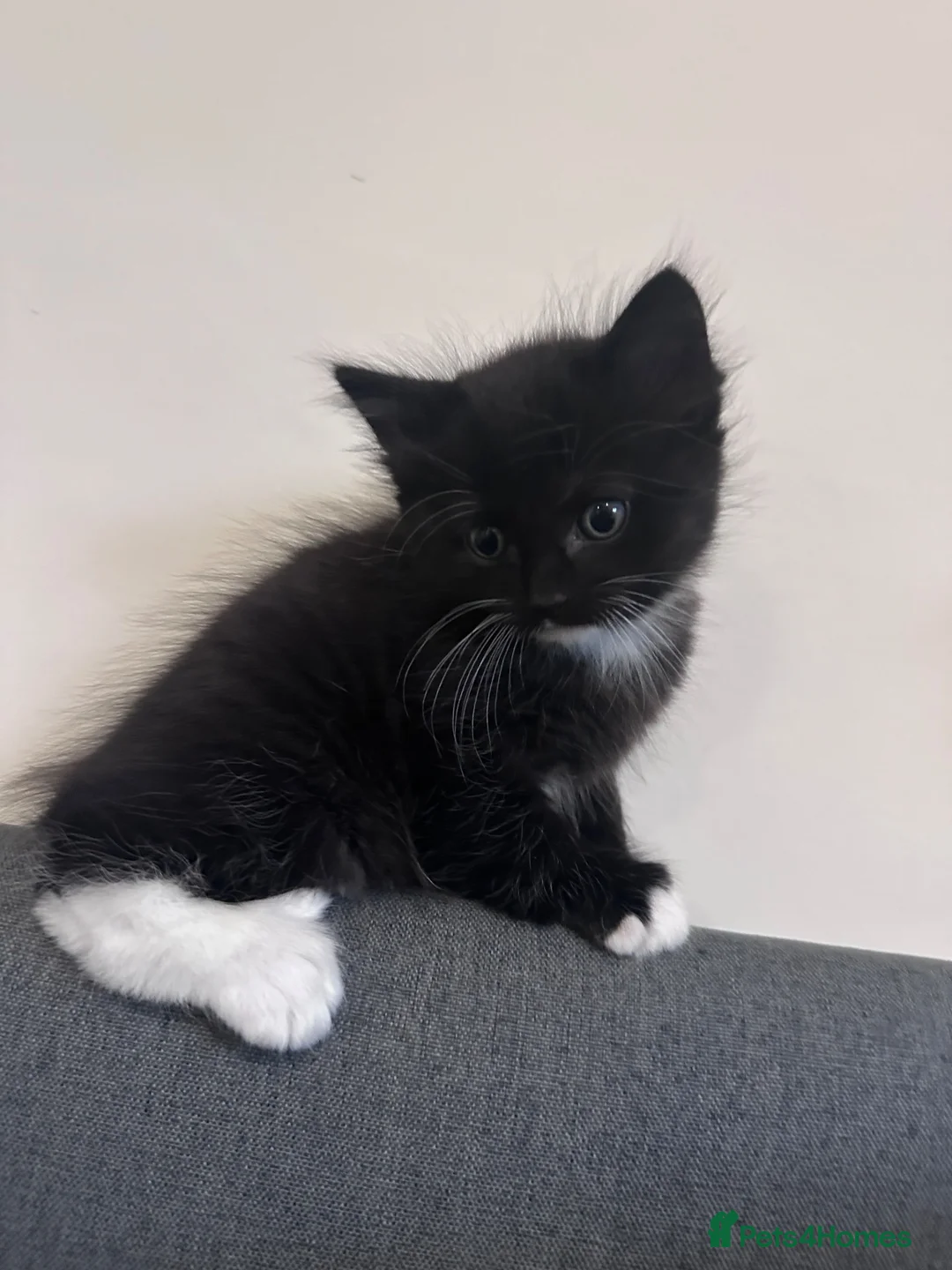 Mixed Breed cats for sale: 4 affectionate, friendly, and playful kittens! - Advert 9