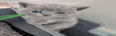 British Shorthair 1