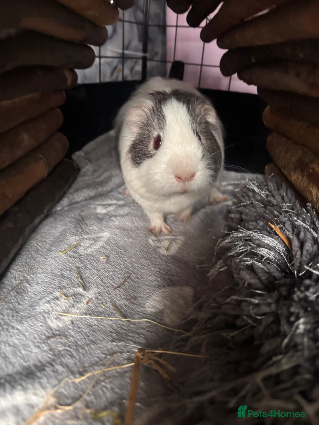 Guinea Pig rodents for sale: 4 male guinea pigs plus accessories  in Larbert - Advert 2