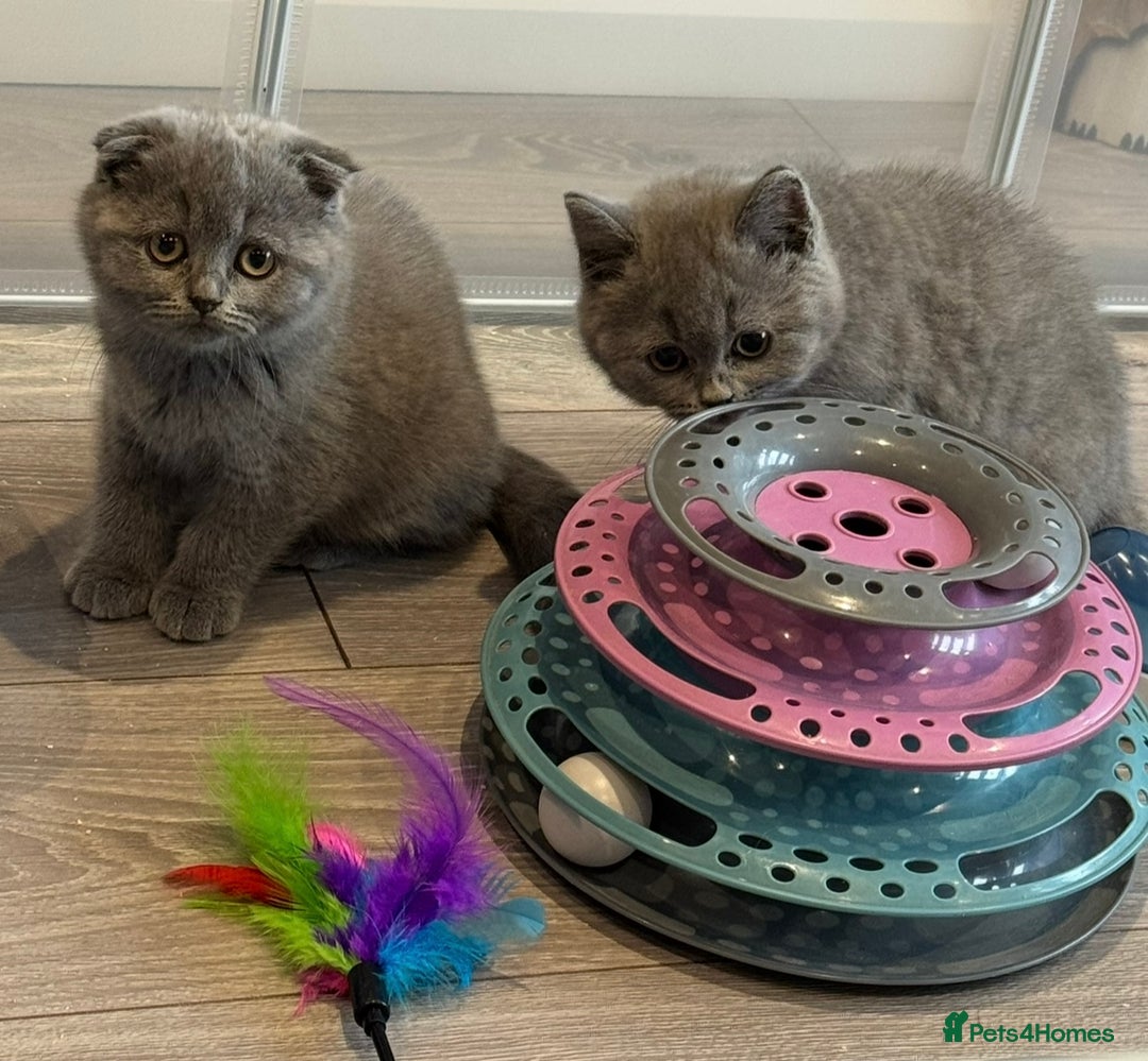 Scottish Fold cats for sale: Beautiful TICA reg Scottish Fold/Straight Kittens  - Advert 3