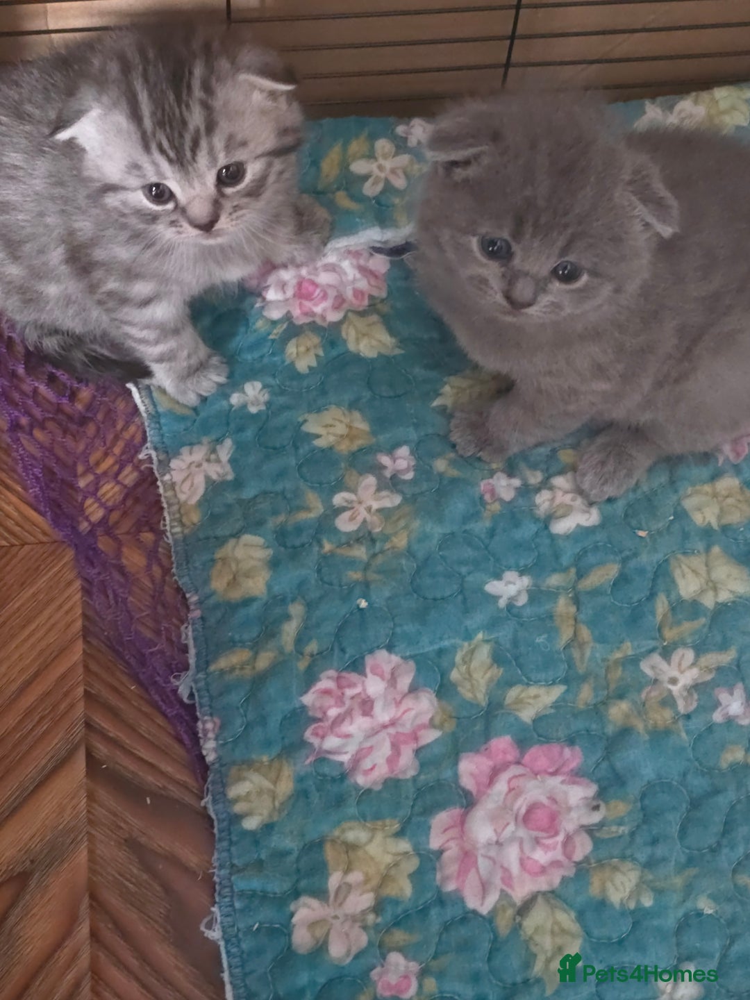 Scottish Fold cats for sale: 🥰💕Reservation list for 3 kittens is open💜🩵 - Advert 6