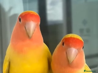 Lovebirds birds 2x Rare Adorable Youthful Lovebirds - Advert 5