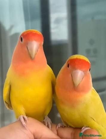 Lovebirds birds 2x Rare Adorable Youthful Lovebirds - Advert 1