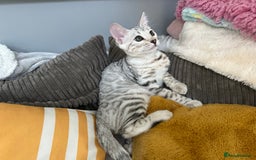 Bengal cats for sale: Beautiful soft silver girl TICA reg - Image 6