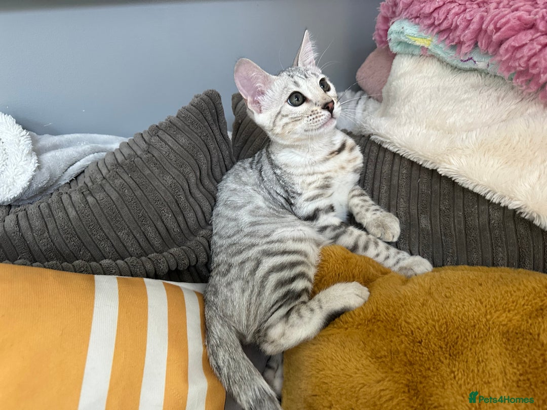 Bengal cats for sale: Beautiful soft silver girl TICA reg - Image 6