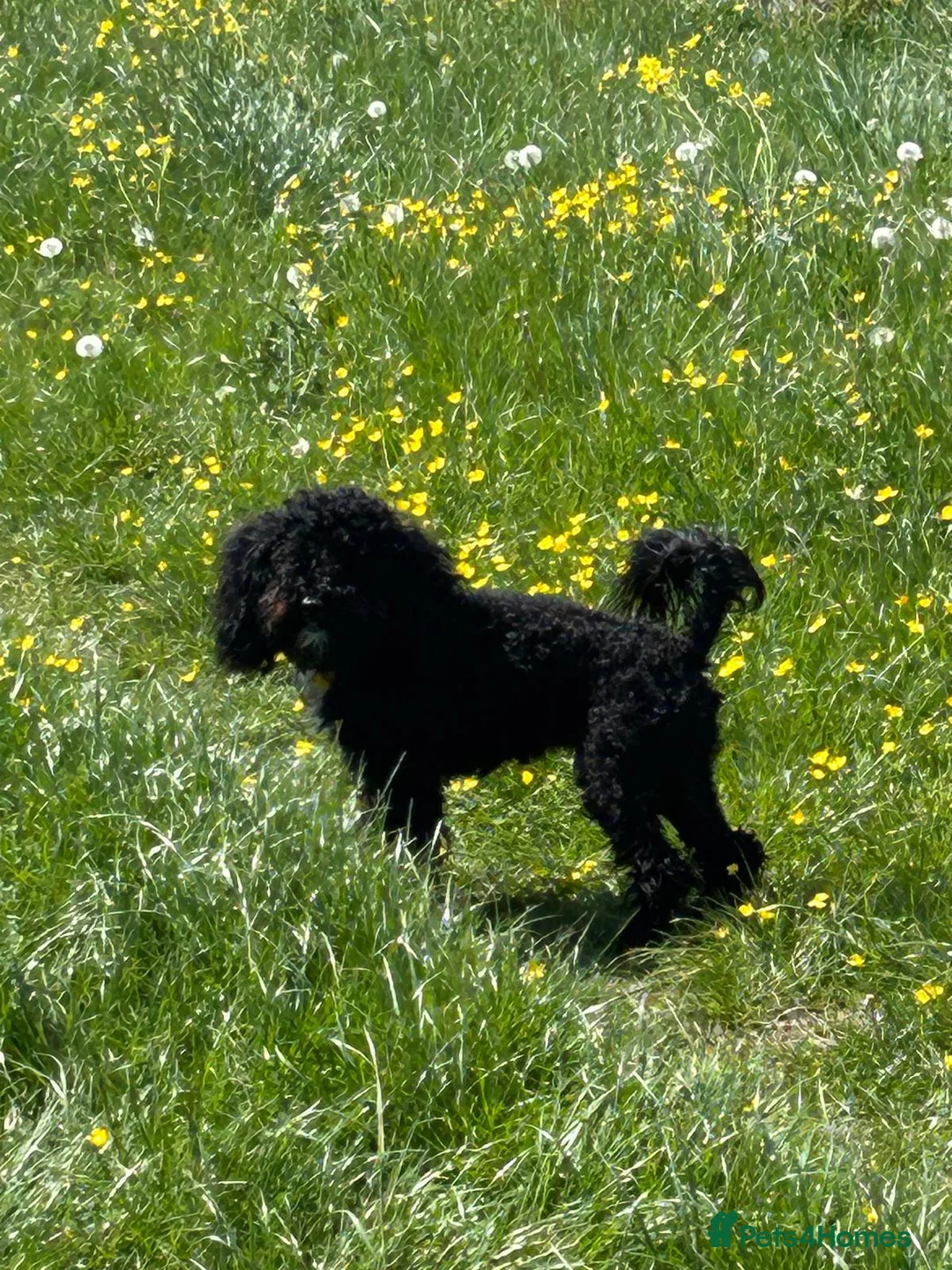Cockapoo dogs for sale: Beautiful tuxedo cockapoo 2 years old  in Worthing - Advert 7