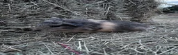Guinea Pig rodents for sale: Baby guinea pigs for sale  - Advert 11