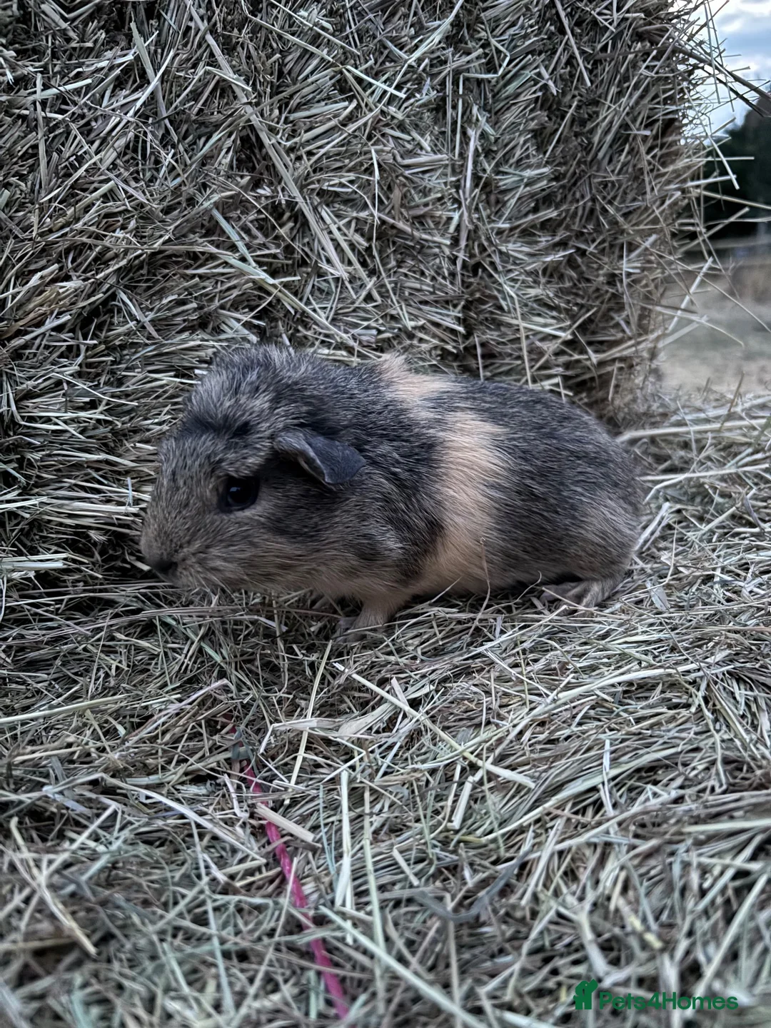 Guinea Pig rodents for sale: Baby guinea pigs for sale  - Advert 11