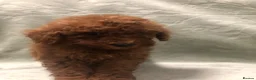 Mixed Breed dogs for sale: 🐕🐾Adventures of our loving poodles 🐾🐕 - Advert 6