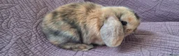Mini Lop rabbits for sale: Two stunning mini lops for sale  - Advert 2