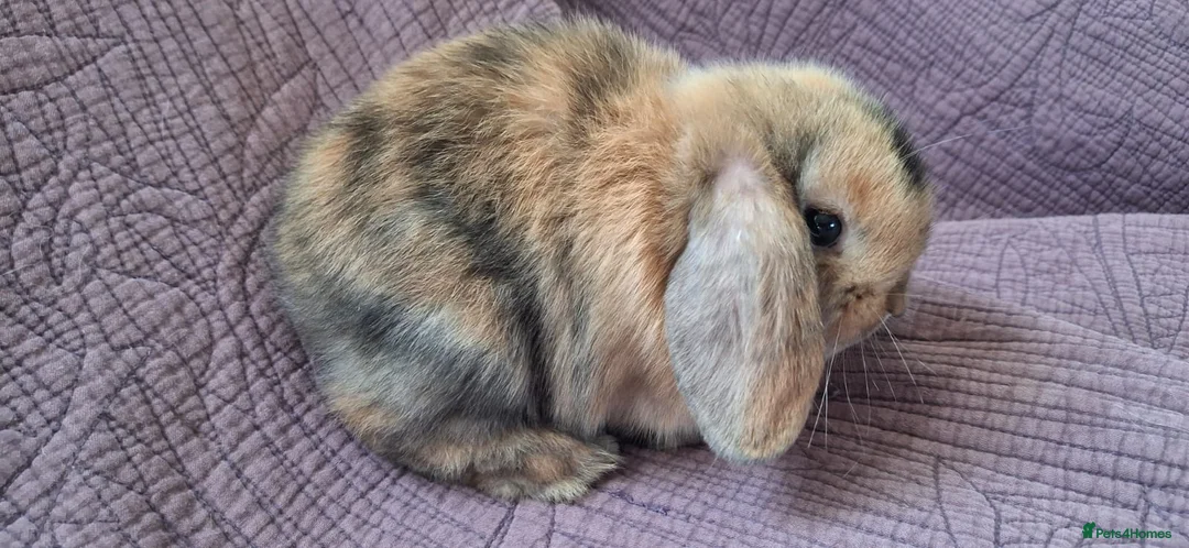 Mini Lop rabbits for sale: Two stunning mini lops for sale  - Advert 2