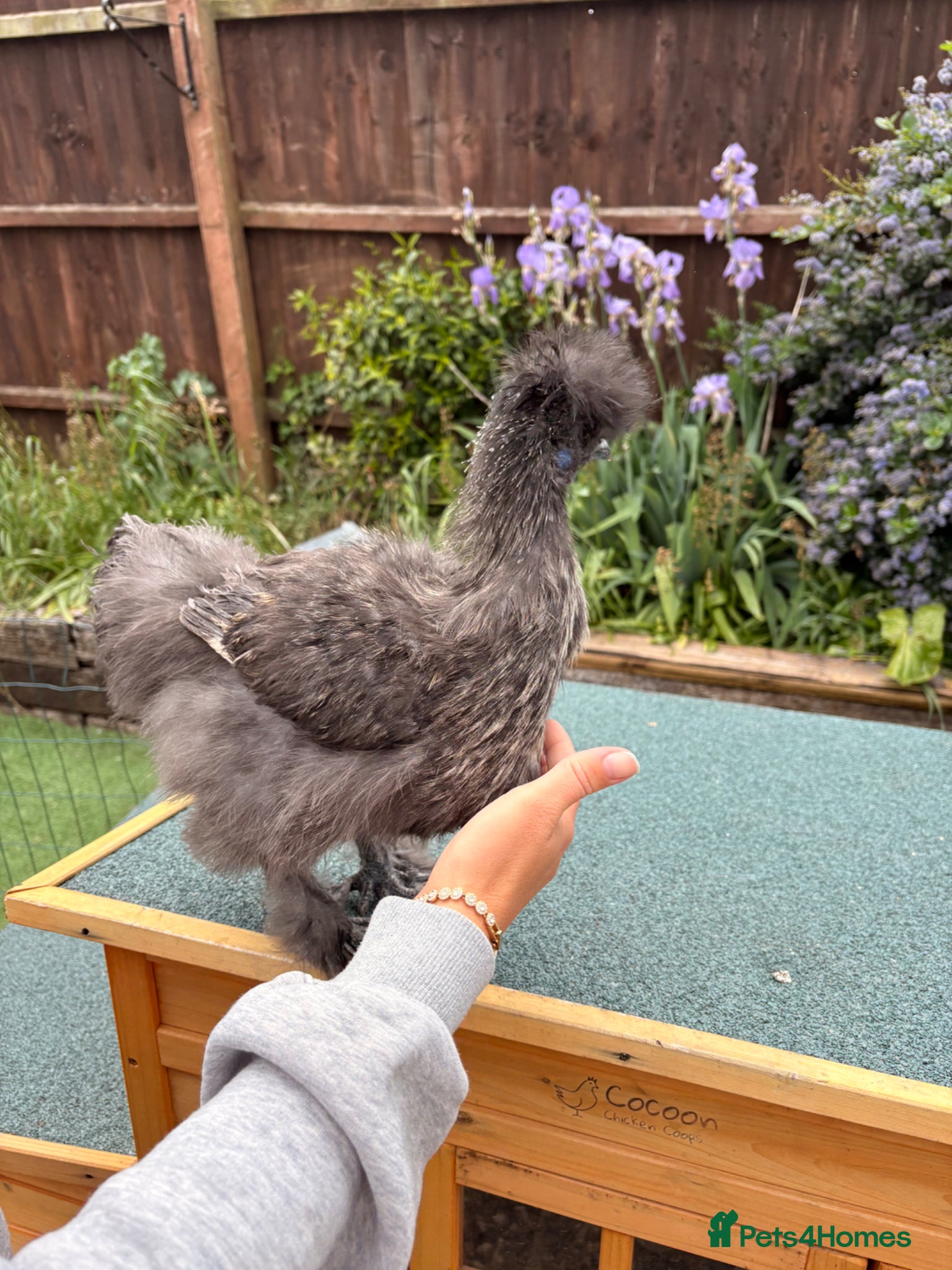 Chickens poultry Beautiful silkie cockerel   - Advert 1