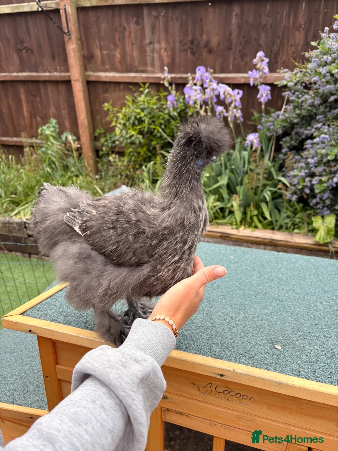 Chickens poultry for sale: Beautiful silkie cockerel   in Trowbridge - Advert 1