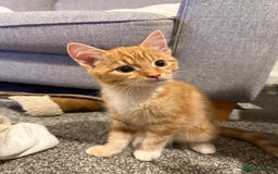 Mixed Breed cats for sale: 2 loveable boys - Image 4