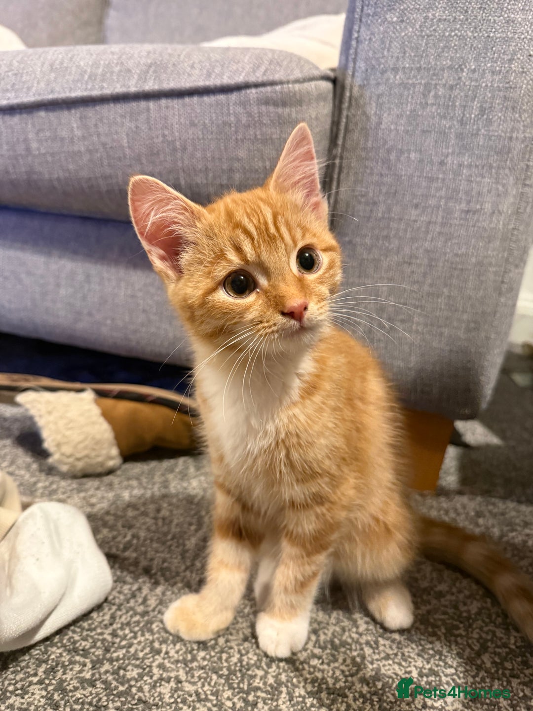 Mixed Breed cats for sale: 2 loveable boys - Image 4