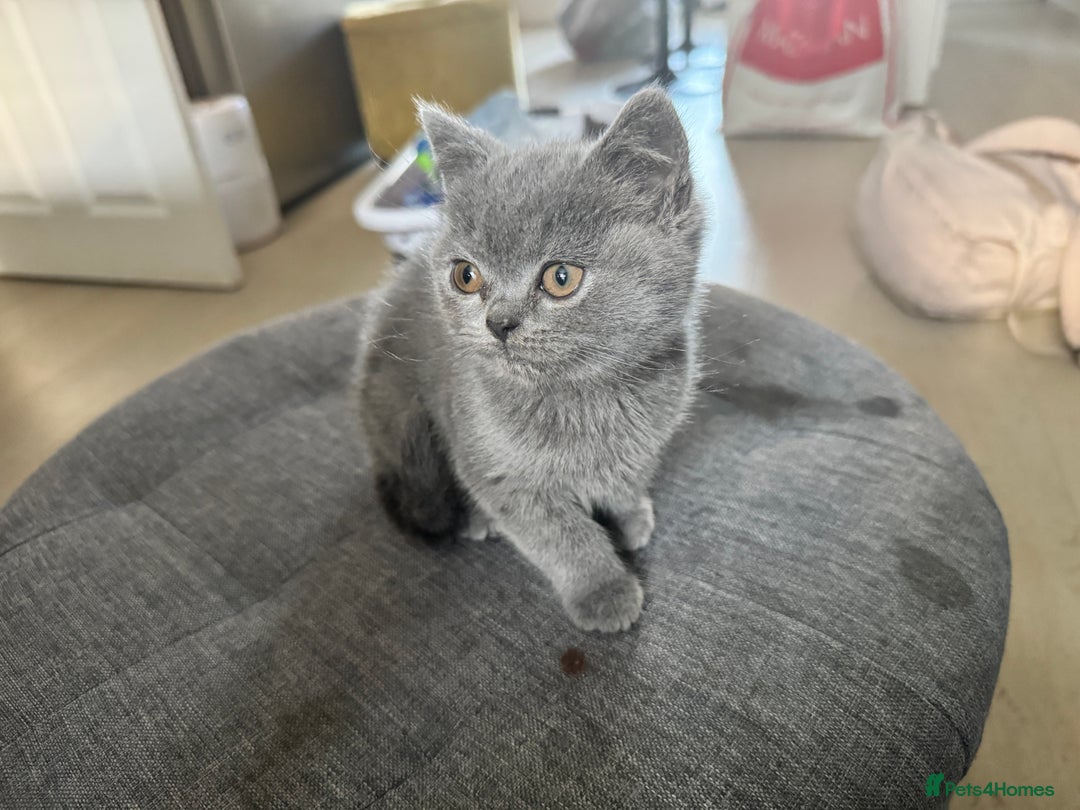 British Shorthair cats for sale: Blue British kittens beautiful  - Image 9