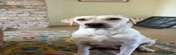 Labrador Retriever dogs for sale: KC Labrador Puppies (7 boys available) - Advert 10