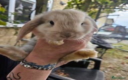 Mini Lop rabbits for sale: 4 gorgeous mini lop boys - Image 6