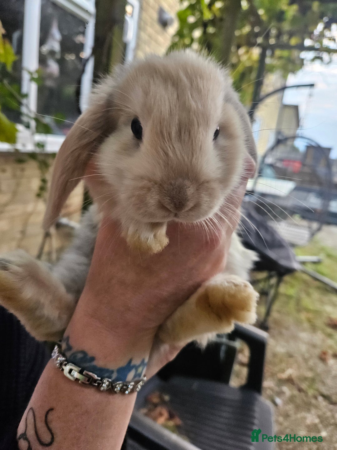 Mini Lop rabbits for sale: 4 gorgeous mini lop boys - Image 6