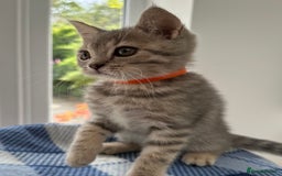 British Shorthair cats for sale: Purebred British Shorthair Grey Stripe Kittens - Image 12