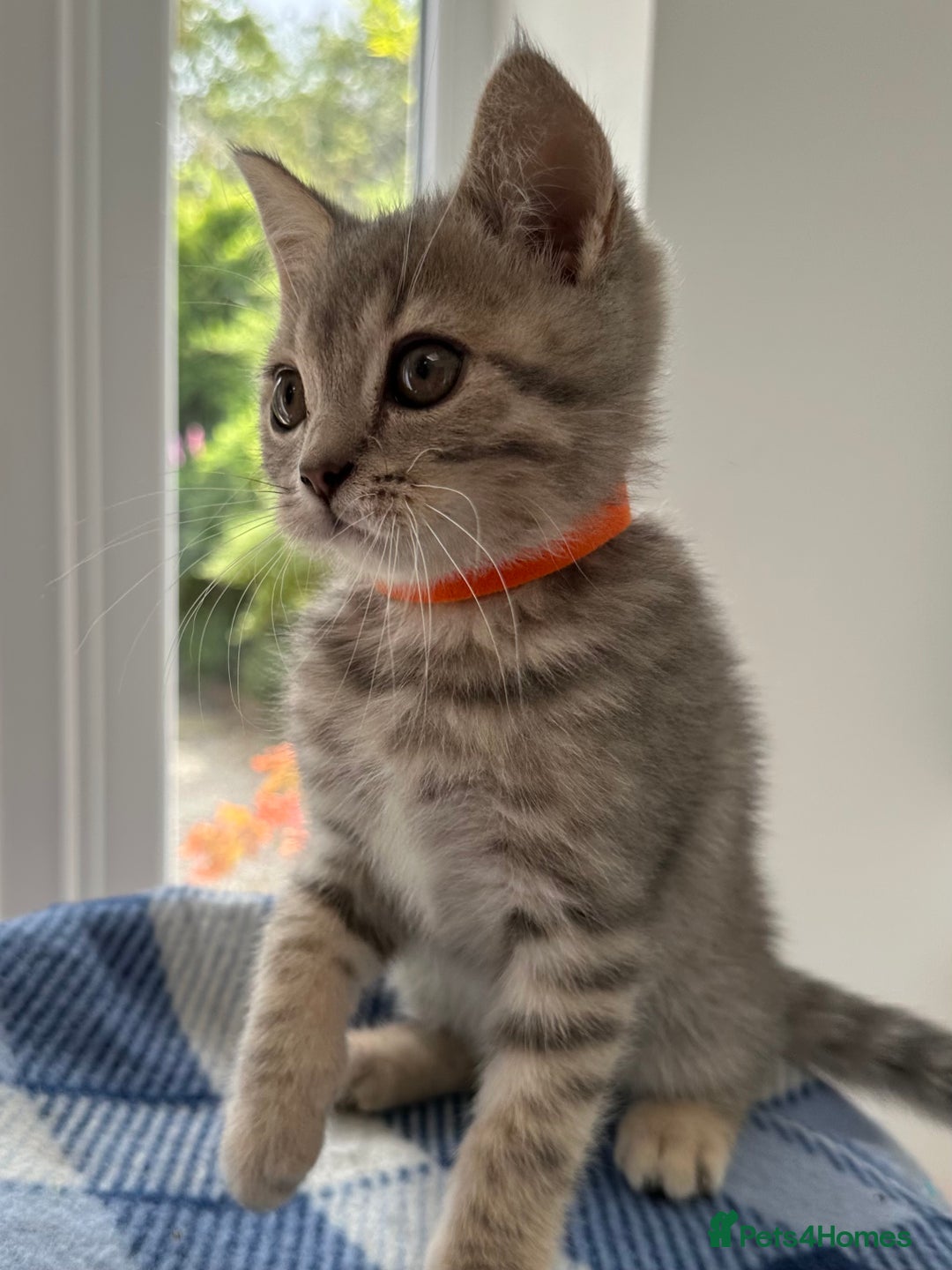 British Shorthair cats for sale: Purebred British Shorthair Grey Stripe Kittens - Image 12