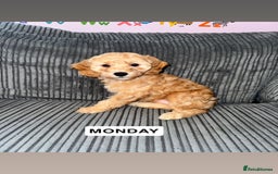 Cockapoo dogs for sale: Cockapoo Puppies for Sale  - Image 1