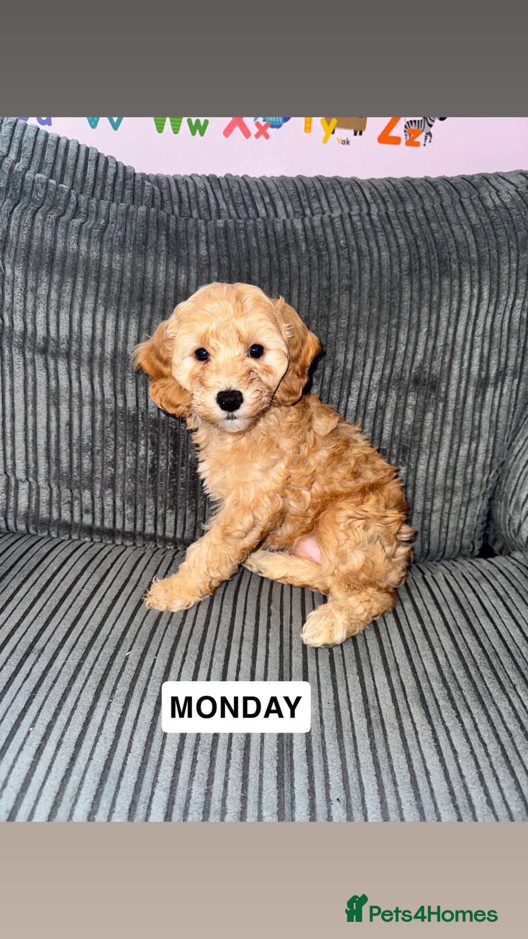 Cockapoo dogs for sale: Cockapoo Puppies for Sale  - Image 1