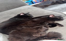 British Longhair cats for sale: Black female cat  - Image 4