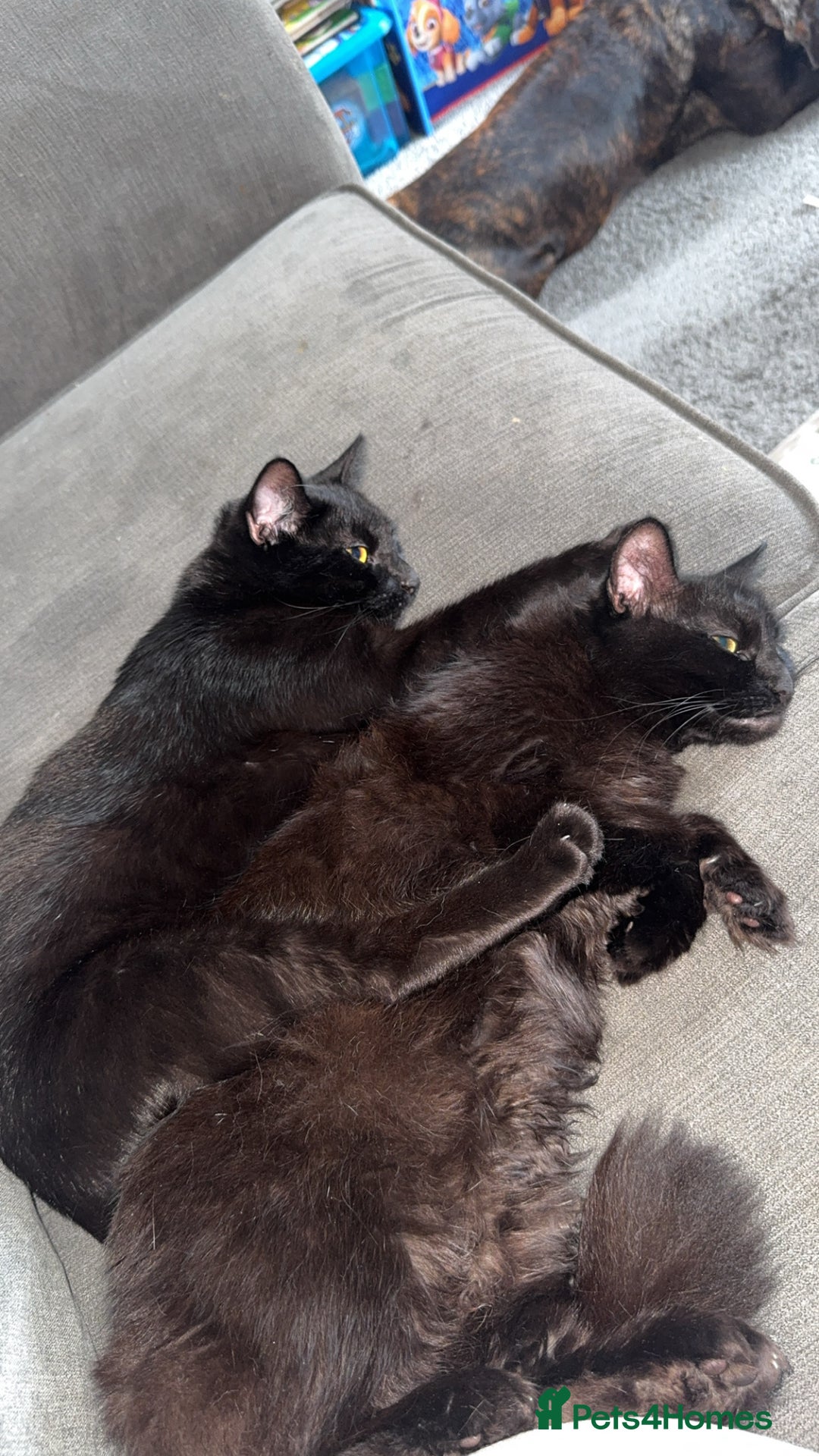 British Longhair cats for sale: Black female cat  - Image 4