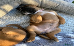 Boxer dogs for sale: Boxer baby girl 💖 - Image 12