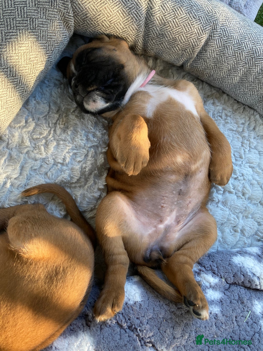 Boxer dogs for sale: Boxer baby girl 💖 - Image 12