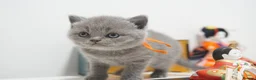 British Shorthair cats for sale: ✨ CIAOKITTY — BLUE BRITISH SHORTHAIR KITTENS ✨ in Widnes - Advert 18