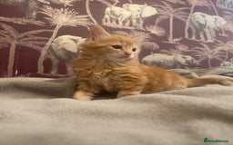Mixed Breed cats for sale: 5 Fluffy Half Maine Coon kittens - Advert 16