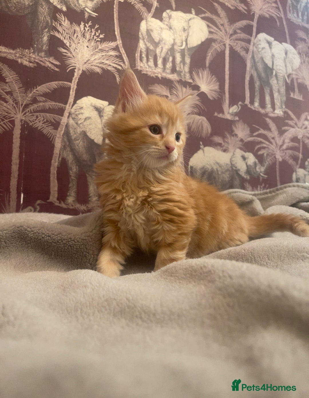 Mixed Breed cats for sale: 5 Fluffy Half Maine Coon kittens - Advert 16
