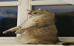 British Shorthair cats for sale: Golden Brit Female Cat- Looking for a Loving Home - Image 6