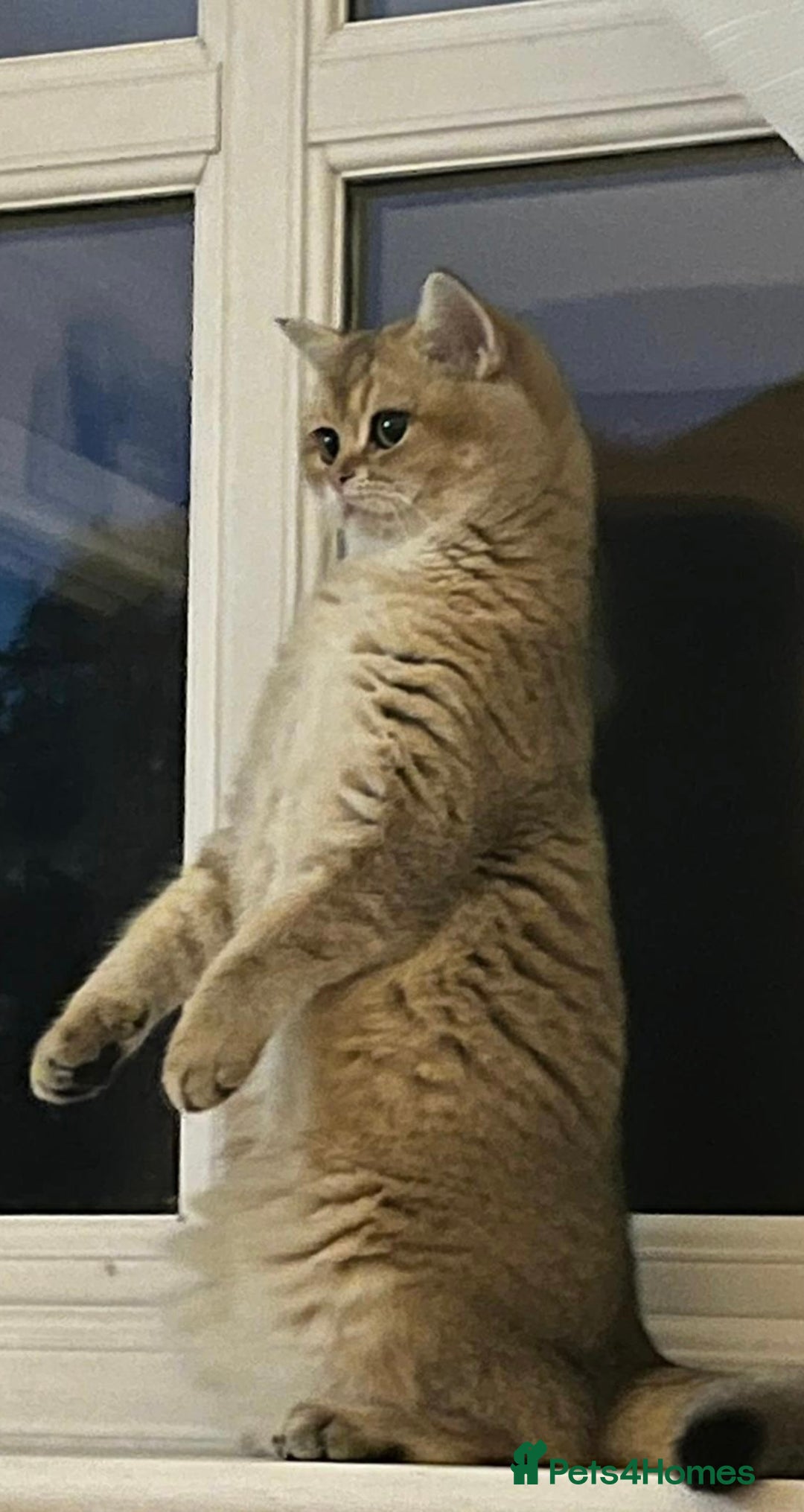 British Shorthair cats for sale: Golden Brit Female Cat- Looking for a Loving Home - Image 6