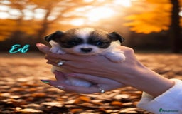 Chihuahua dogs for sale: Stunning longhaired Chihuahua puppies  - Image 5
