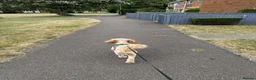 Cavapoo dogs for adoption: BEAR FOSTER TO ADOPT-Cornwall/Devon/SomersetBorder - Advert 7