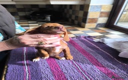 Miniature Dachshund dogs for sale: Superb Miniature KC reg Dachshund puppies - Image 20