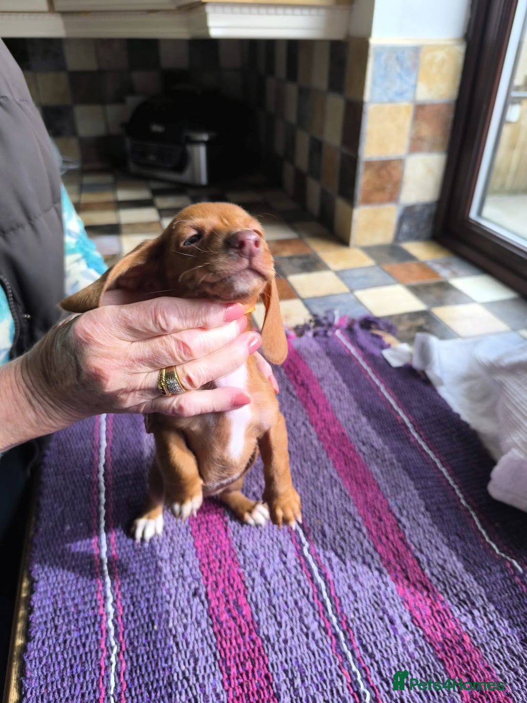 Miniature Dachshund dogs for sale: Superb Miniature KC reg Dachshund puppies - Image 20