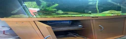 Other/Mixed Breed fish for sale: Juwel Trigon 190 Liters Complete setup in Watford - Advert 3