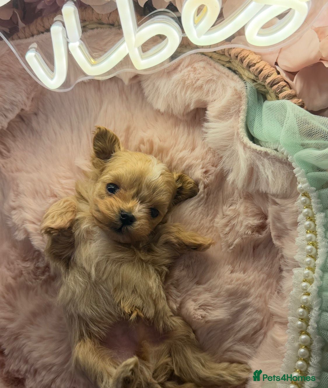 Maltipoo dogs Tiny Asian Poodle Dad  & Korea Maltese Mum 🫠 - Advert 1