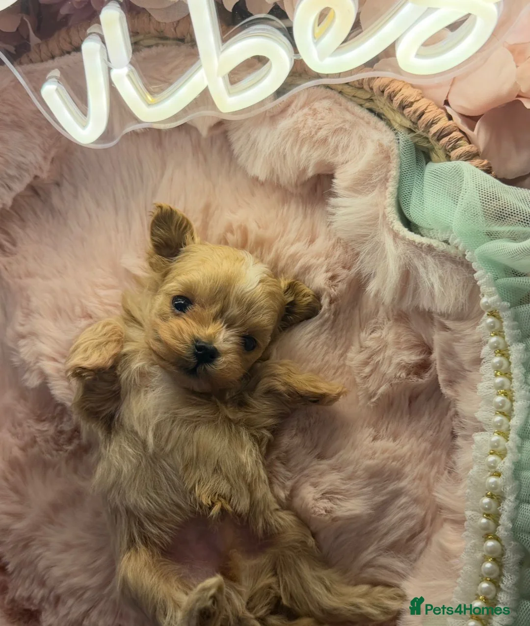 Maltipoo dogs for sale: Tiny Asian Poodle Dad  & Korea Maltese Mum 🫠 - Advert 1