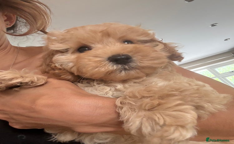Cavapoo dogs - Advert 16